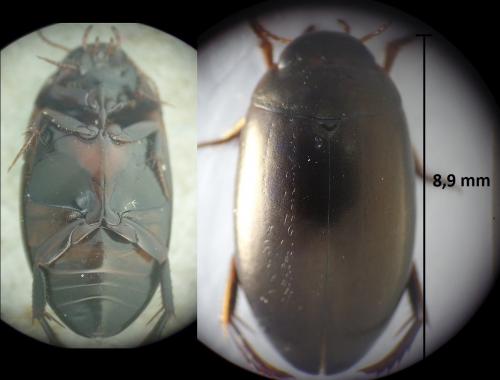 Ilybius sp.
